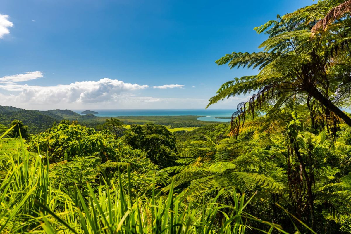Flourishing - Mount Alexandra Lookout provides breathtaking coastal views of the Great Barrier Reef and the Wet Tropics. Photographed in the Daintree National Park, Queensland, Australia.
