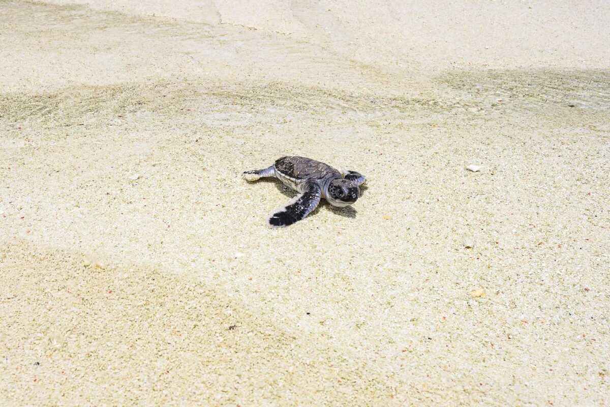 Baby turtle walking on the sand print
