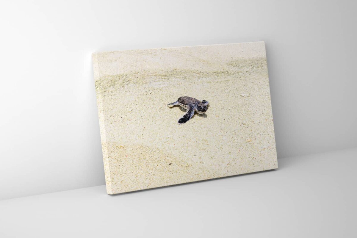 Baby turtle walking on the sand print