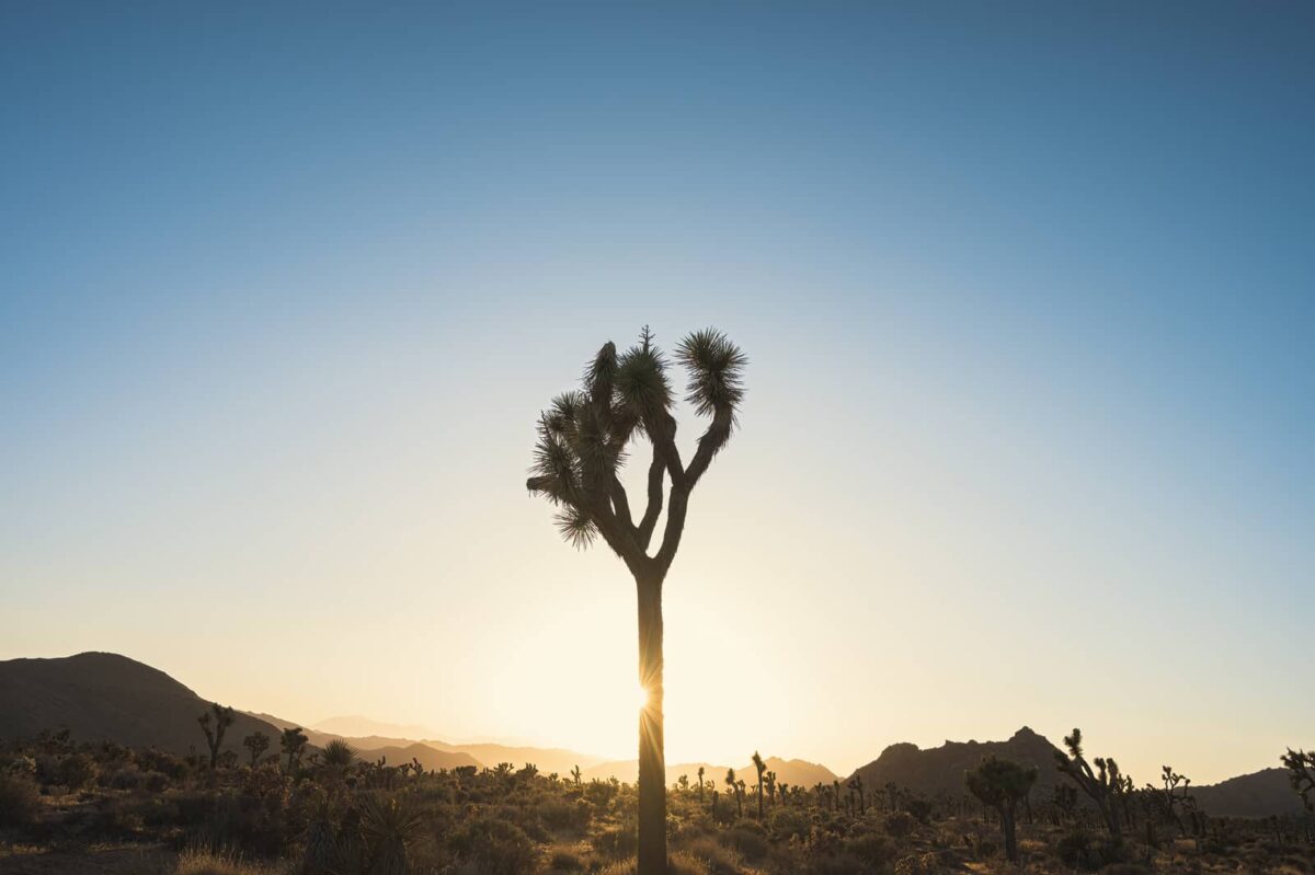 Landscape print of Joshua trees in silhouette at sunset in California