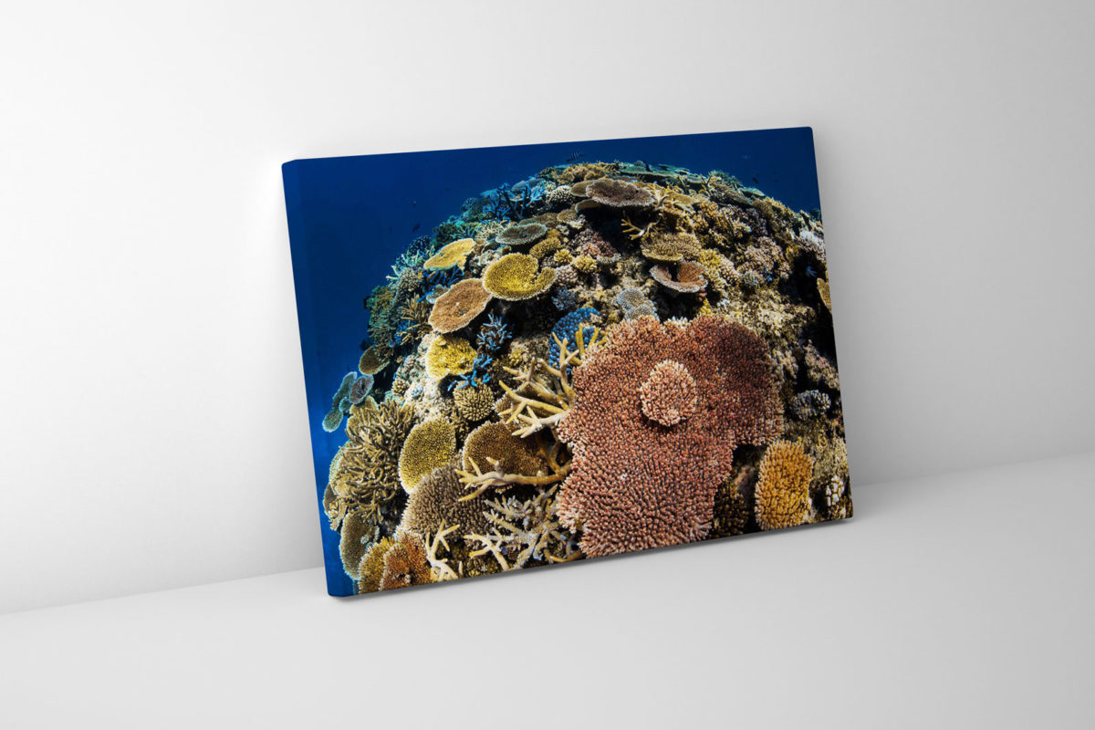 Underwater print of a coral reefscape on the Great Barrier Reef, Ribbon Reefs