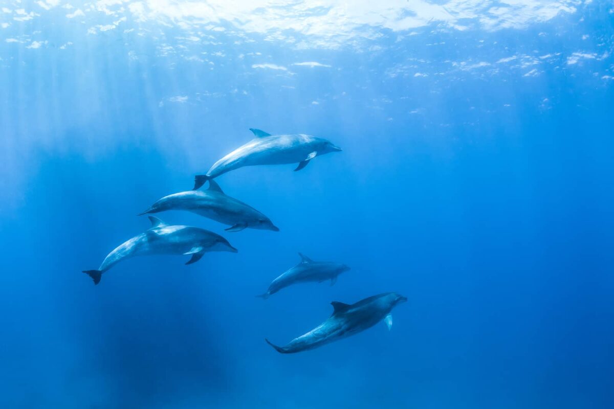 New Beginings, Opal Reef - A rare encounter with a school of dolphins underwater. Photographed at Opal Reef, QLD, Australia