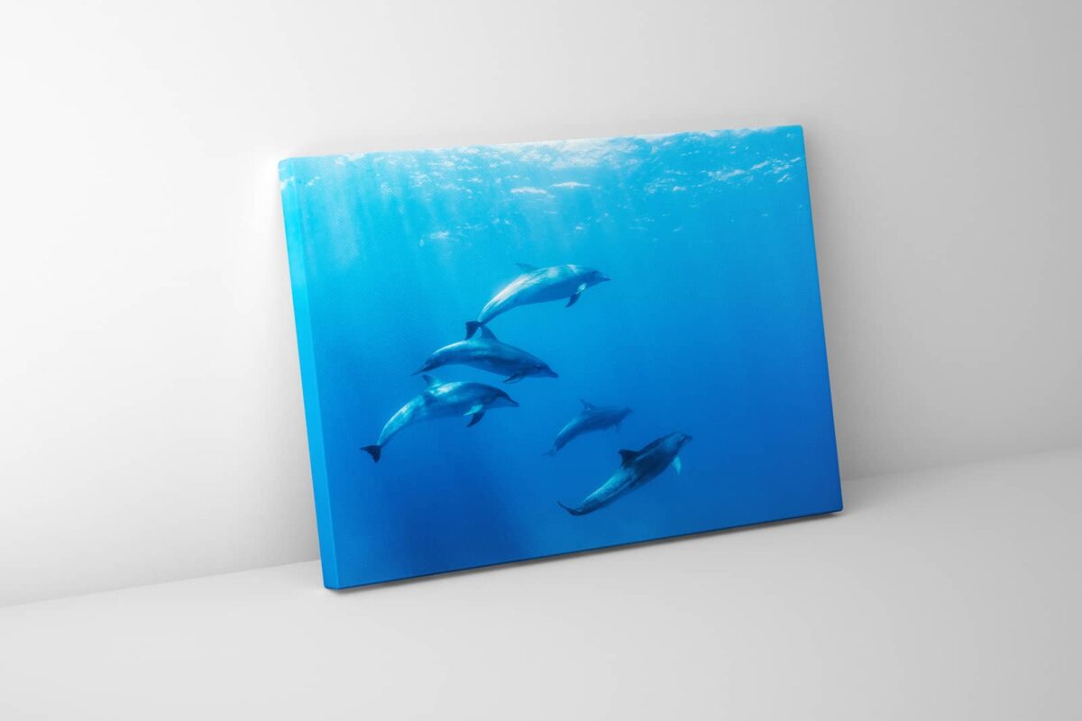 Underwater print of five dolphins swimming in the ocean underwater print