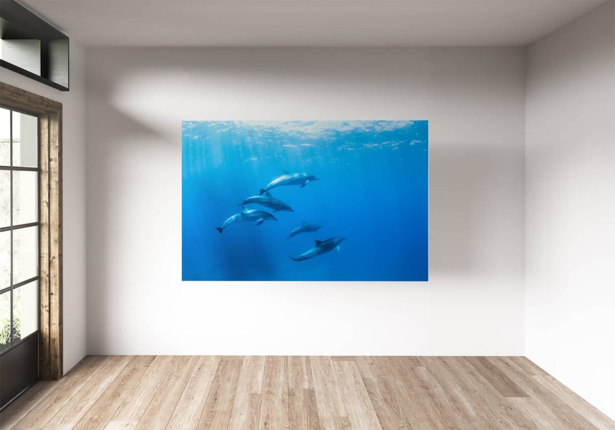 Underwater print of five dolphins swimming in the ocean underwater print