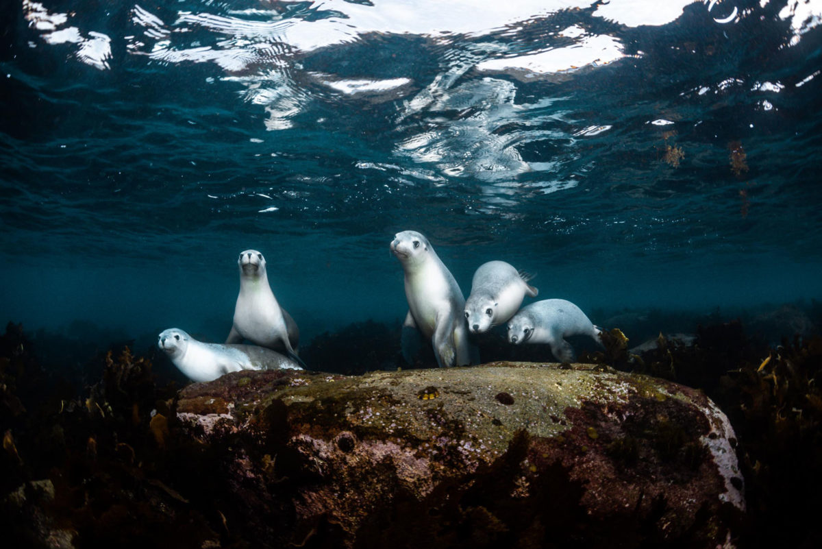 Puppys of the sea, these Australian Sea Lions were a playful bunch. Photographed at Grindal Island, South Australia