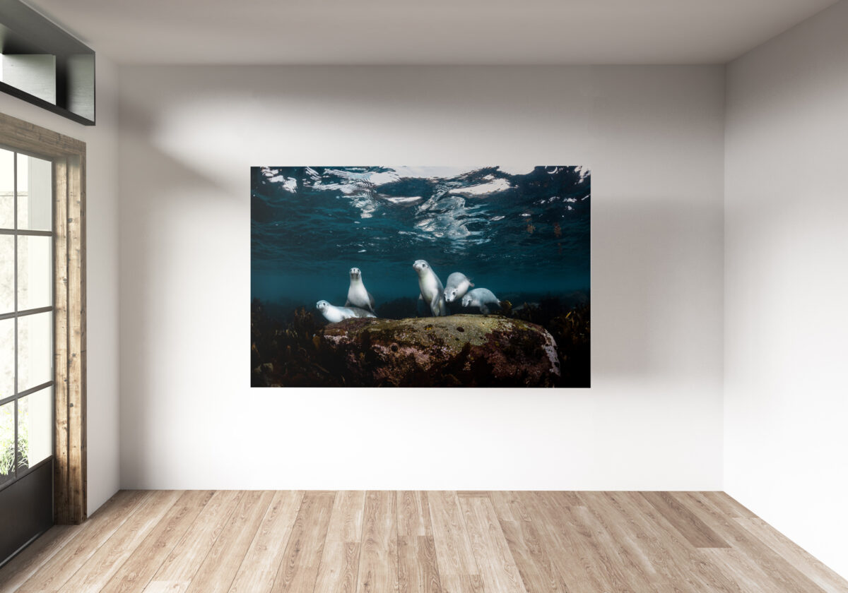 Five Australian sea lions sitting on a rock underwater in South Australia, underwater print