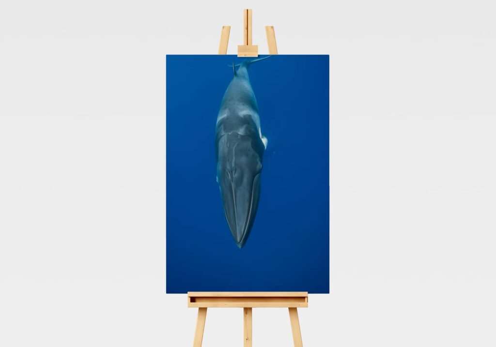Underwater print of a Minke whale swimming in Australia