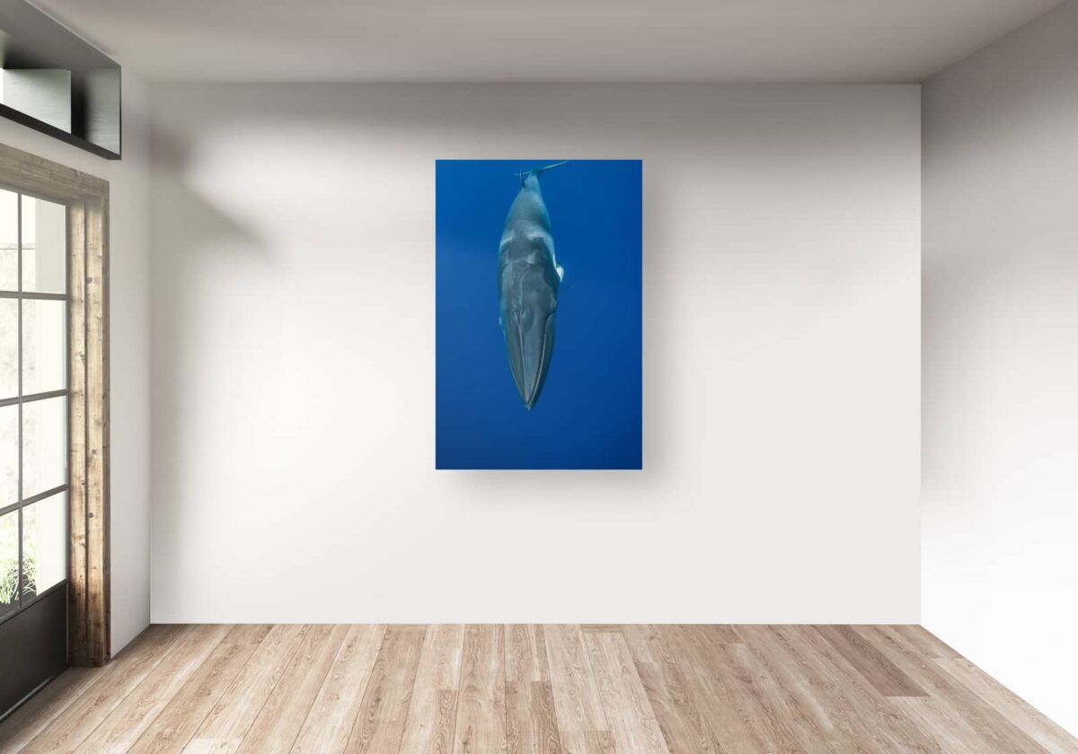 Underwater print of a Minke whale swimming in Australia