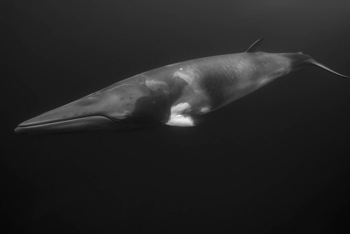 The inquisitive Minke Whale approaches in the water. Photographed at the Ribbon Reefs in QLD, Australia.