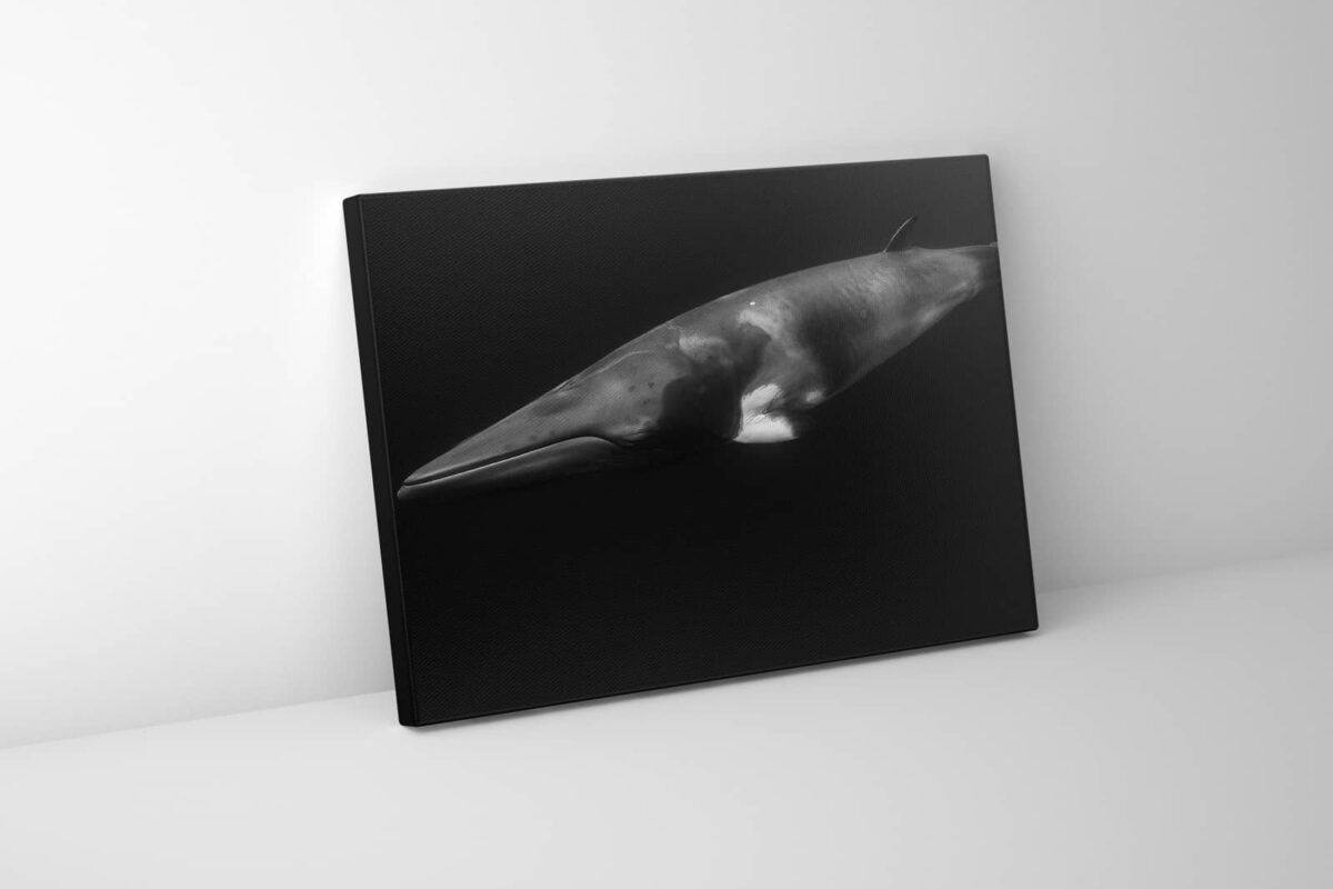 Minke whale underwater in Australia, black and white print