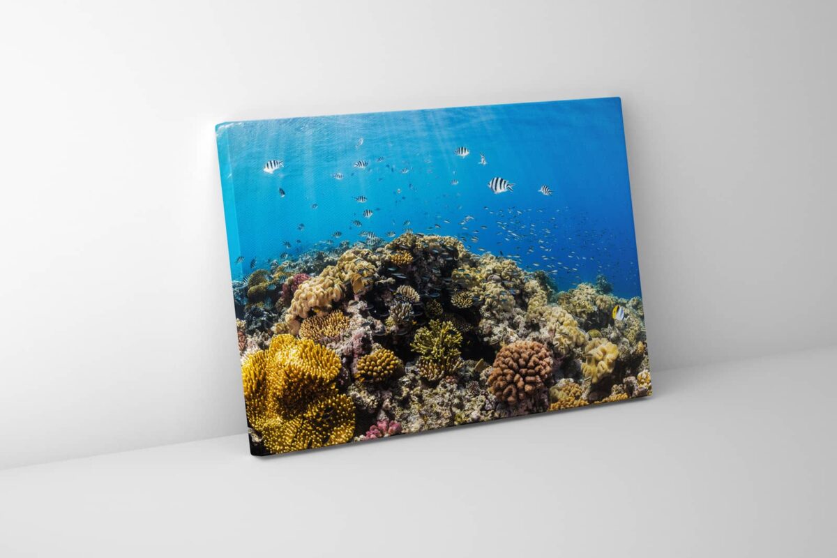 Coral reefscape at Opal Reef, Great Barrier Reef, underwater print
