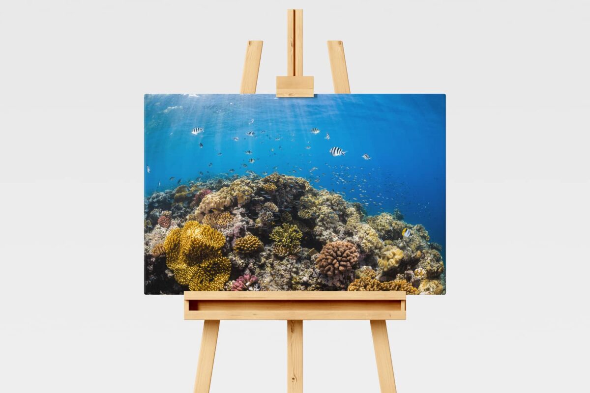 Coral reefscape at Opal Reef, Great Barrier Reef, underwater print