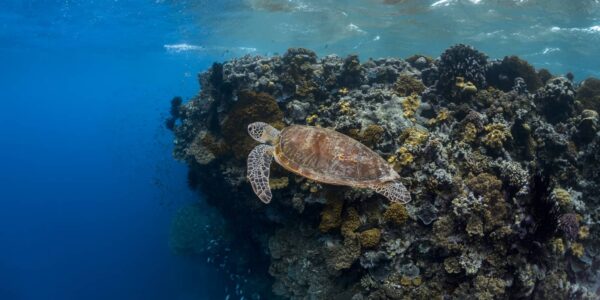 A green sea turtle swimming at Agincourt Reef. Photographed in Queensland, Australia.