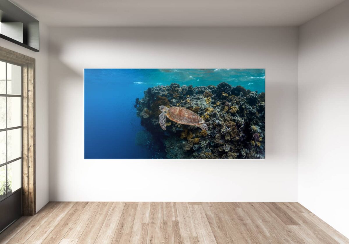 Green sea turtle swimming at Agincourt Reef, Great Barrier Reef, underwater print