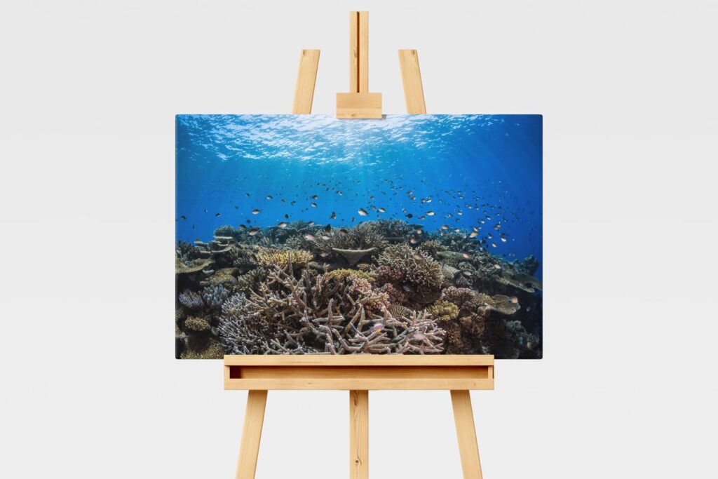 Underwater print of a healthy coral reef on the Great Barrier Reef, Australia