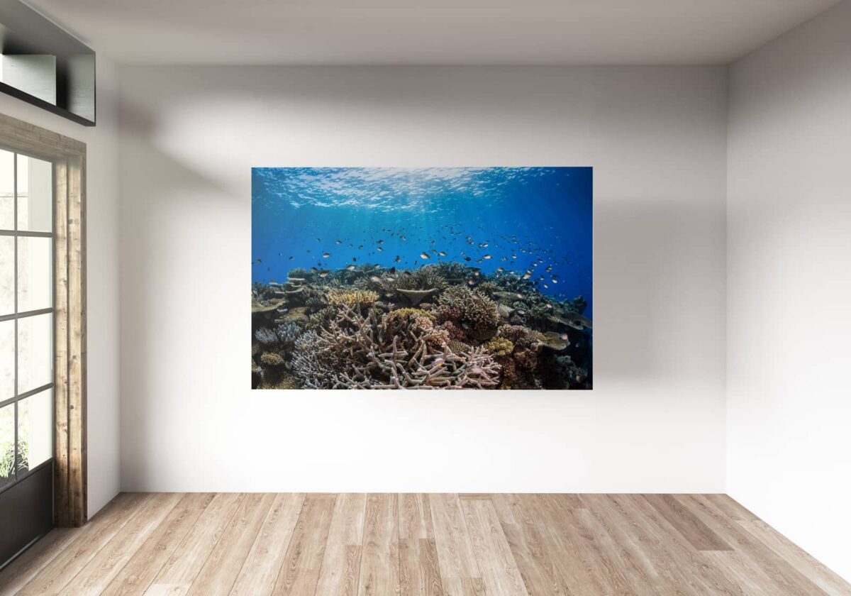 Underwater print of a healthy coral reef on the Great Barrier Reef, Australia