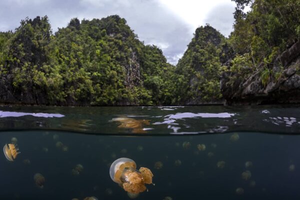 Jellyfish Lake in Raja Ampat, Indonesia.