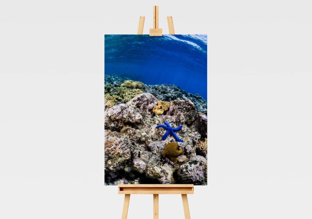 Underwater print of a star fish or sea star on the Great Barrier Reef in Australia