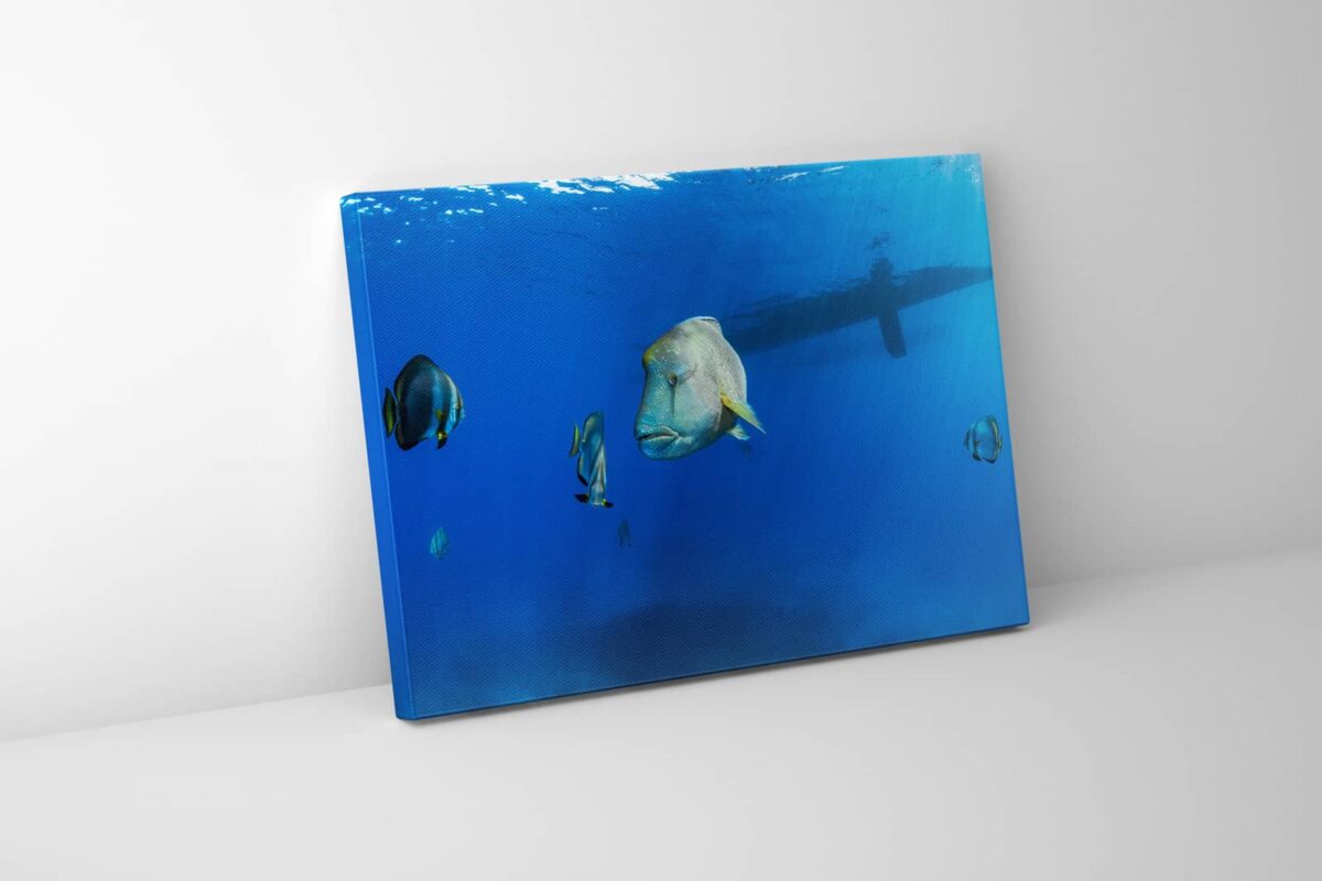 Underwater print of a humphead wrasse swimming in the Great Barrier Reef