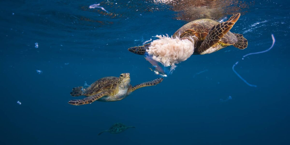 Underwater print of green sea turtles eating a moon jellyfish