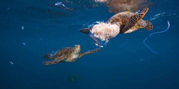 Three green sea turtles eating a moon jellyfish