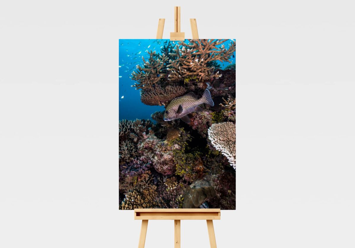 Print of a spotted sweetlips fish underwater on the Great Barrier Reef