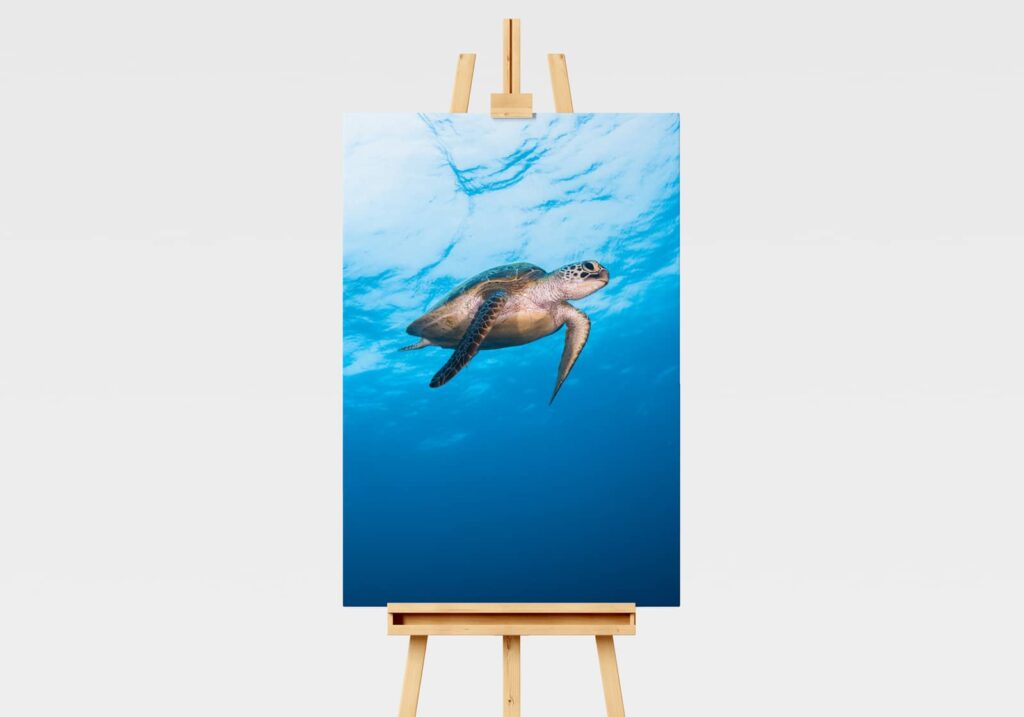 Print of a green sea turtle swimming in the blue on the Great Barrier Reef