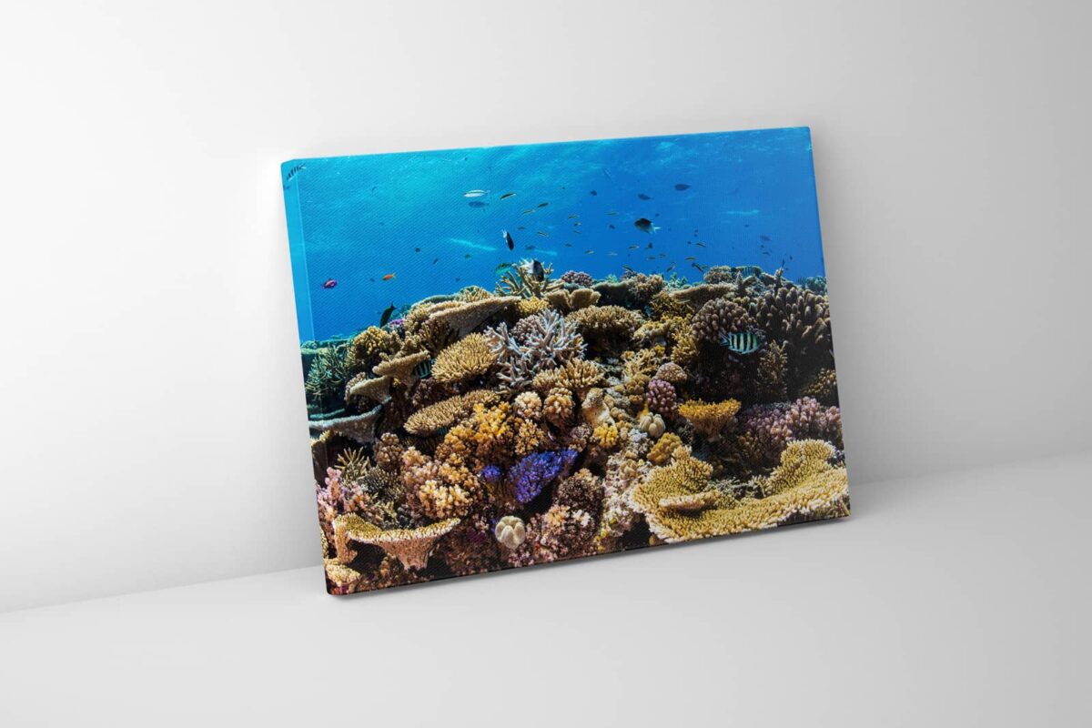 Underwater print of a coral reefscape on the Great Barrier Reef