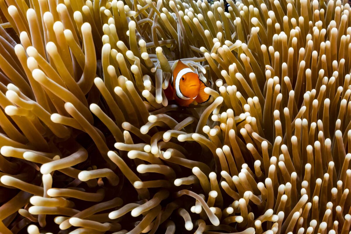 Underwater print of a clown fish in a sea anemone on the Great Barrier Reef