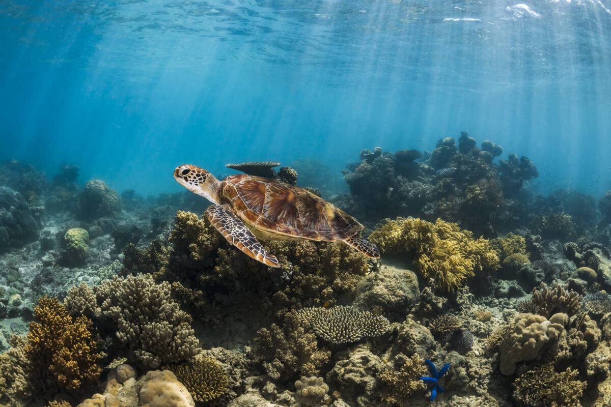 Underwater print of a green sea turtle swimming on the Great Barrier Reef