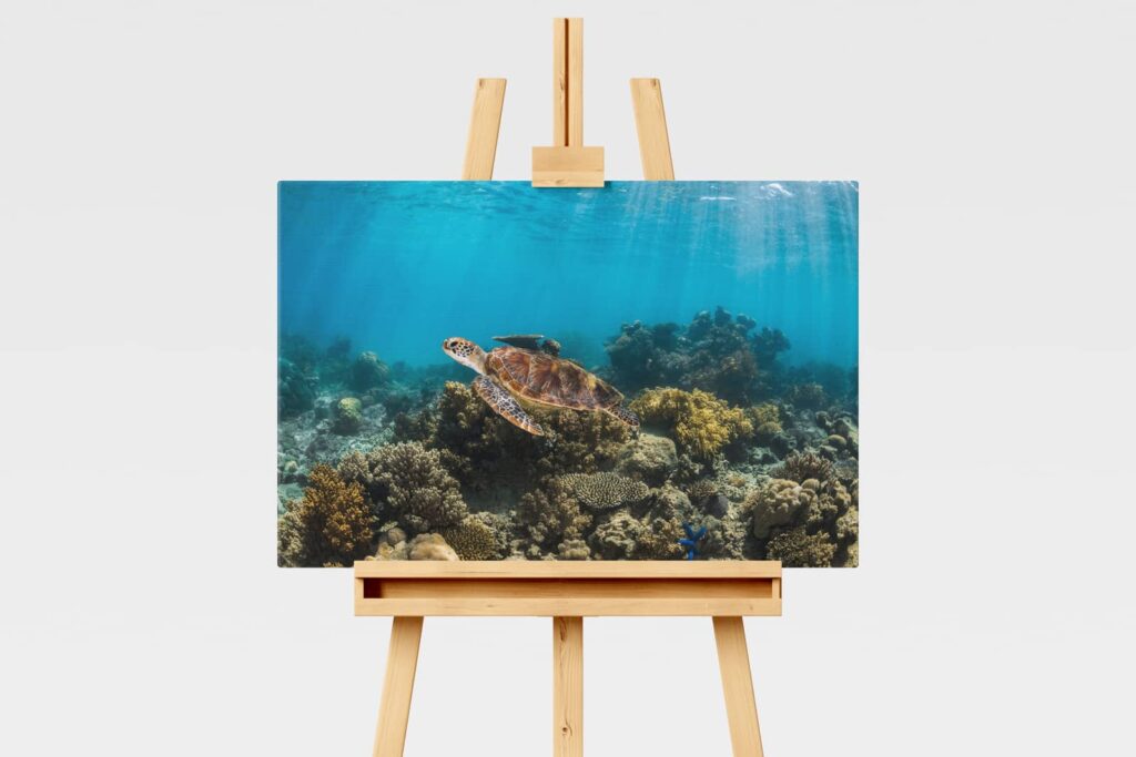 Underwater print of a green sea turtle swimming on the Great Barrier Reef