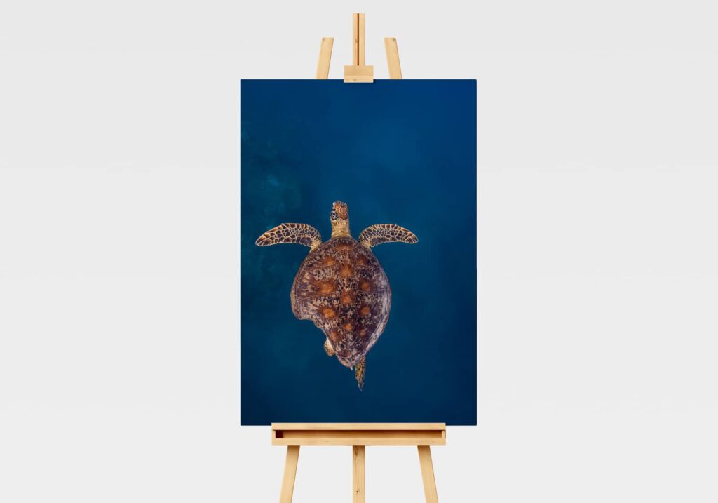 Underwater print of a green sea turtle with a broken shell from a shark bite