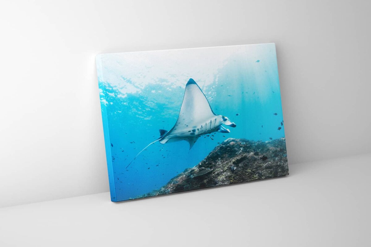 Underwater print of a manta ray in Indonesia