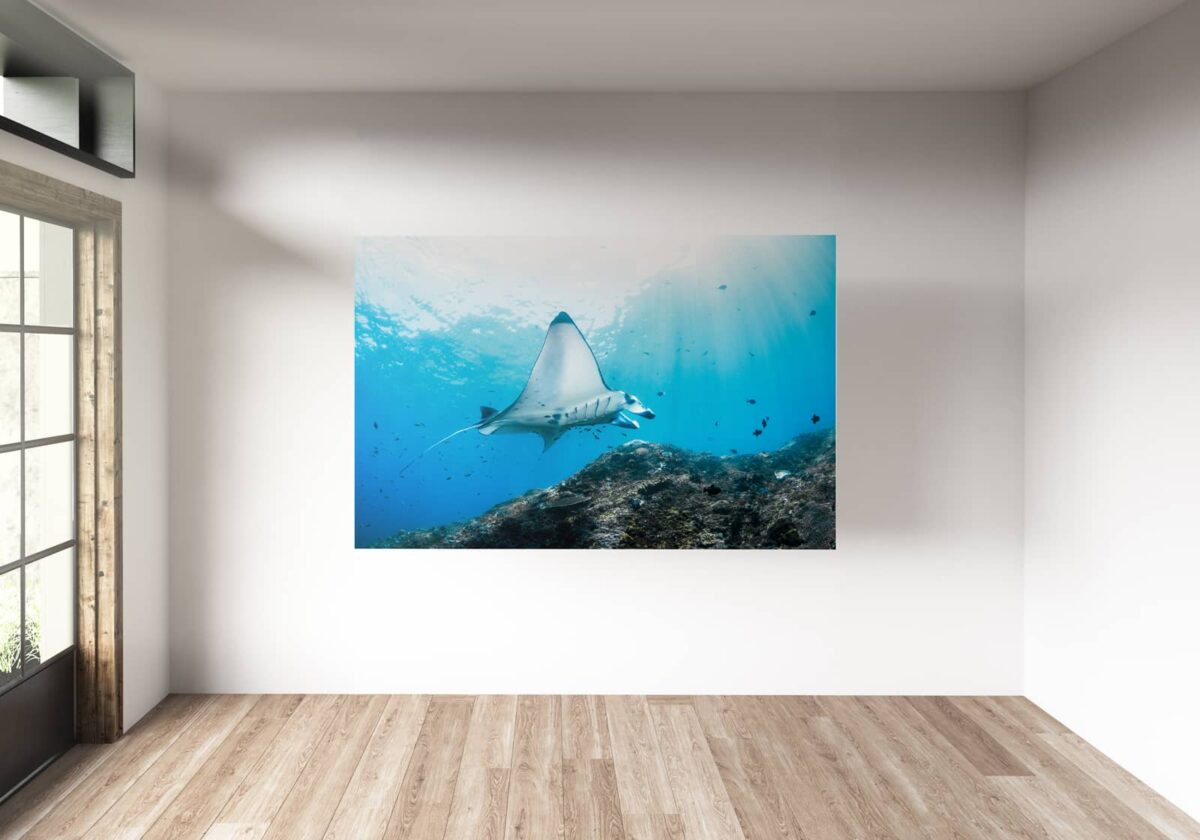 Underwater print of a manta ray in Indonesia