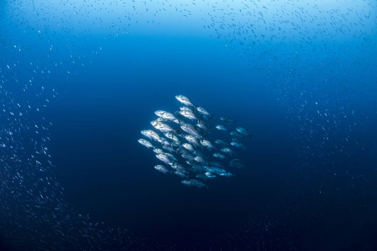 Underwater print of a school of fish in Raja Ampat, Indonesia