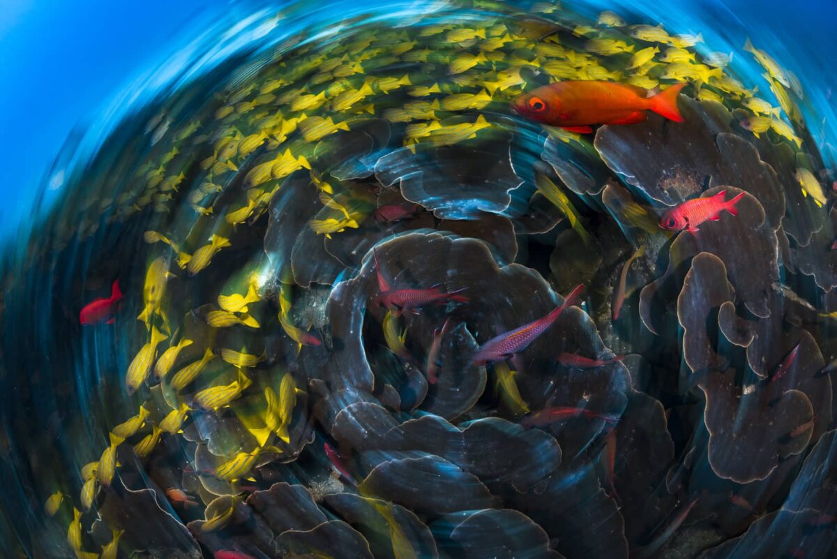Underwater long exposure print of fish on the reef