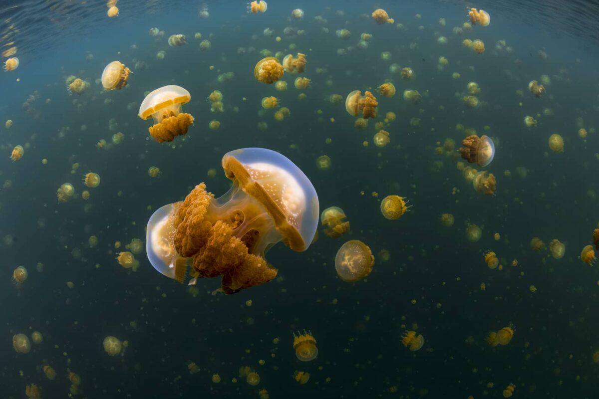 Underwater print of jellyfish lake in Raja Ampat, Indonesia