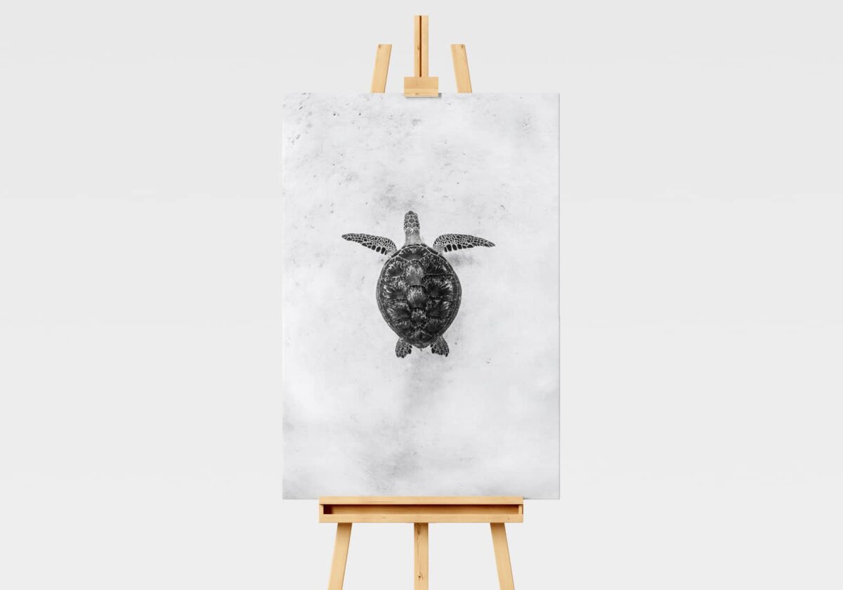 Green Sea Turtle Print in Black and White