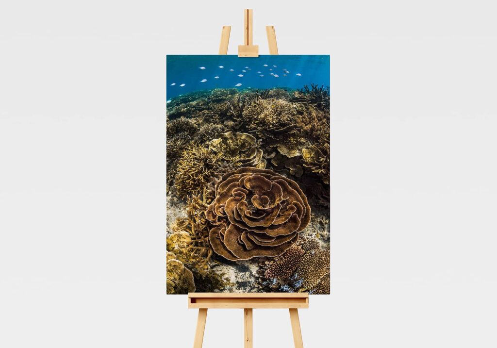 Print of coral reefscape on the Great Barrier Reef at Fitzroy Island