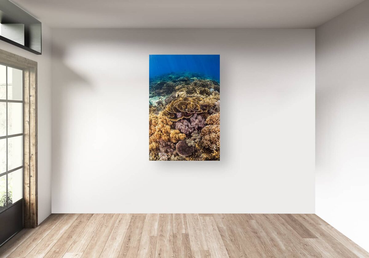 Print of coral reefscape on the Great Barrier Reef at Fitzroy Island