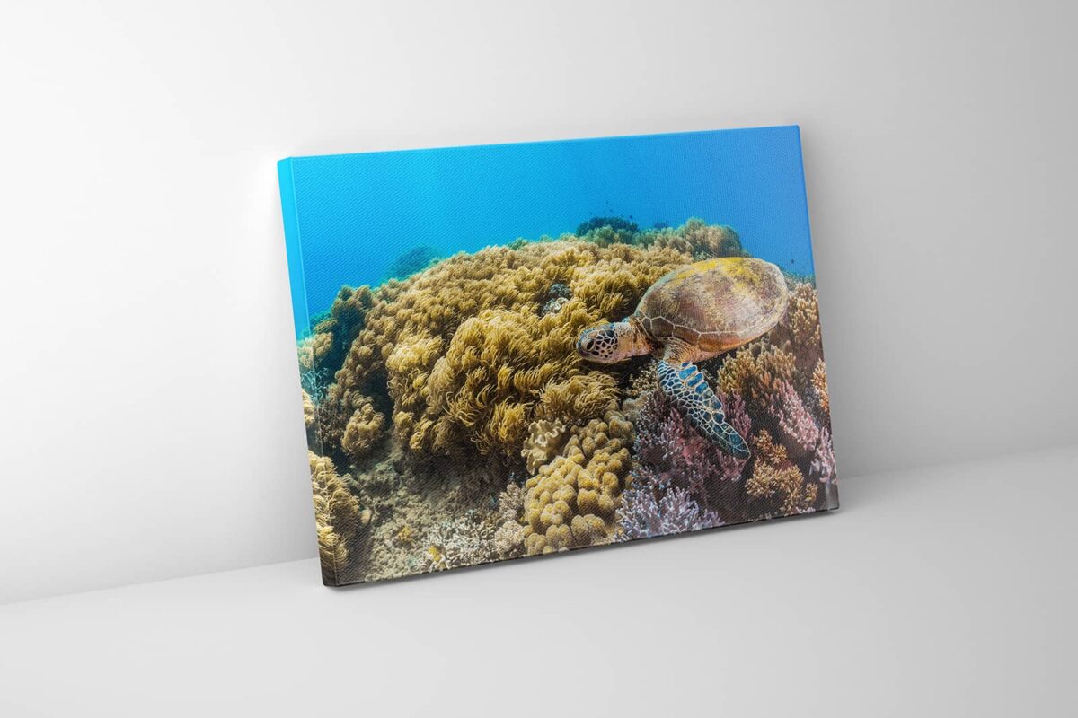 Green Sea Turtle Print Underwater On The Great Barrier Reef