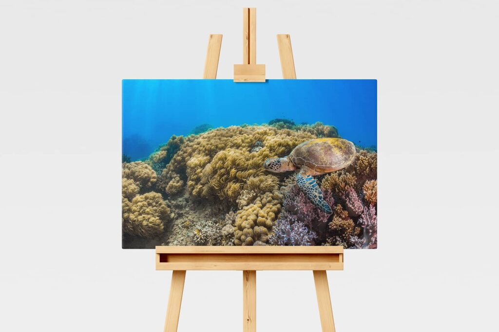 Green Sea Turtle Print Underwater On The Great Barrier Reef