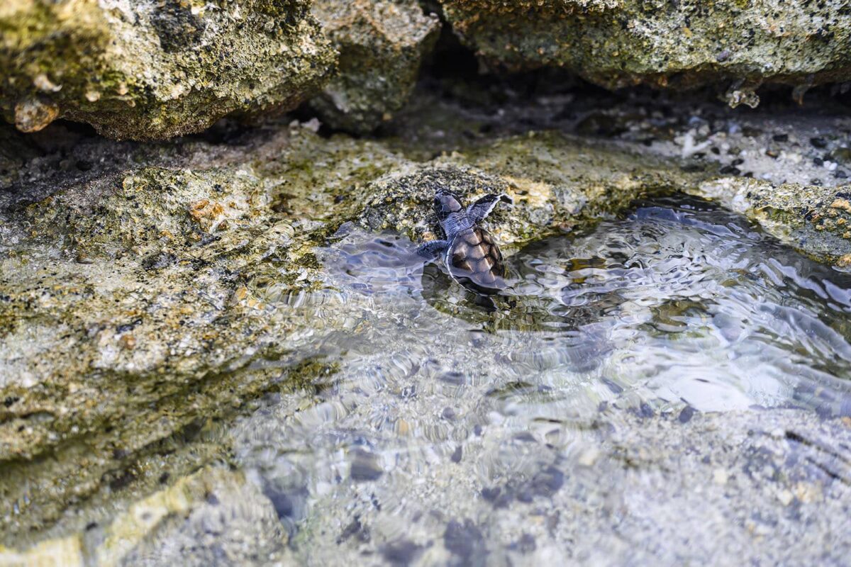 Turtle hatchling climbing out of the water onto rocks