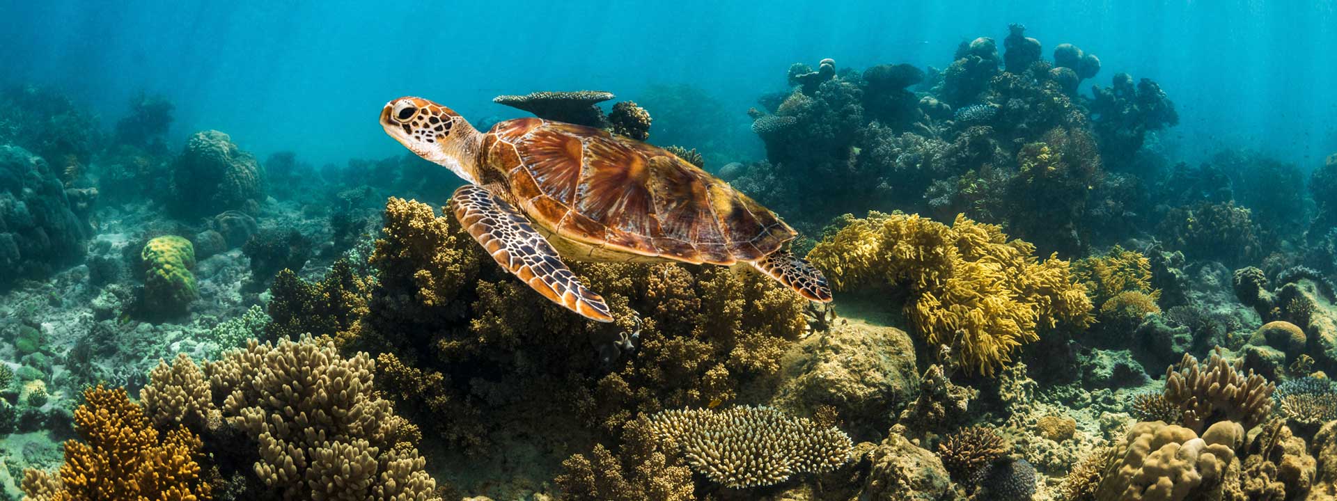 Cairns Underwater Collection | Angelina Pilarinos Photography