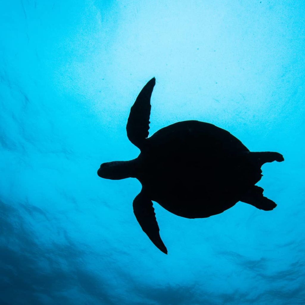 turtle silhouette