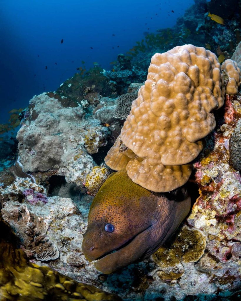 Moray Eel