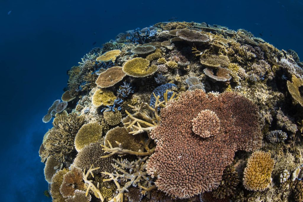 Great Barrier Reef - Ribbon Reef No. 10
