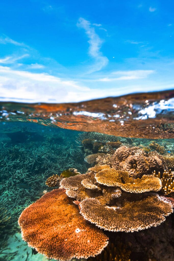 Great Barrier Reef Underwater Photo Split Shot Of Hard Coral