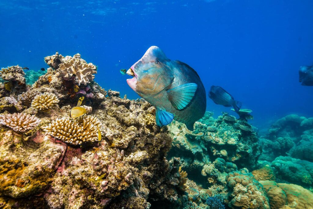 Bumphead parrotfish on the Great Barrier Reef