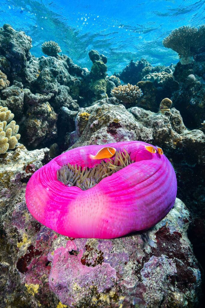 Clownfish in a purple sea anemone on the Great Barrier Reef